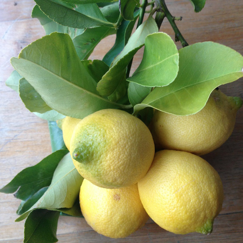 Zitronen, unbehandelt, 10 Stück